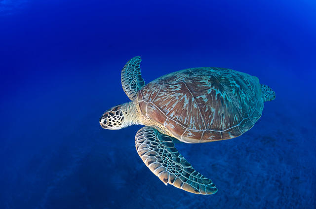 海龟保育：一项任重而道远的工程