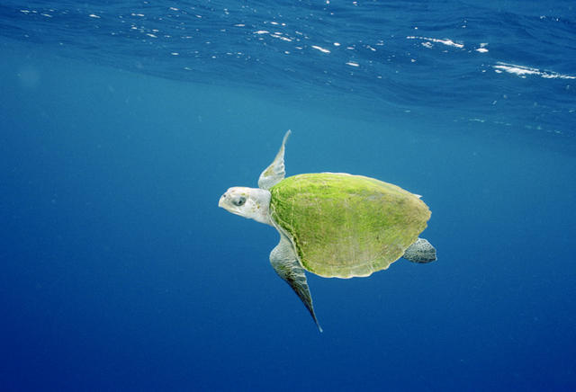 海龟保育：一项任重而道远的工程