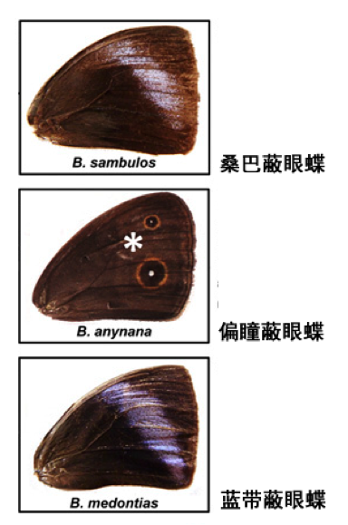 蝴蝶换新衣，只需六代