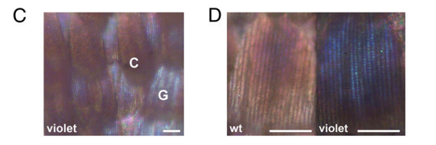 蝴蝶换新衣，只需六代