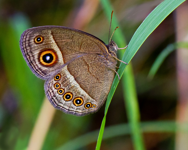 蝴蝶换新衣，只需六代