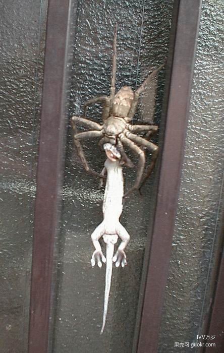 为什么壁虎可以飞檐走壁？