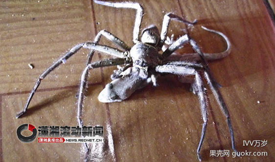 为什么壁虎可以飞檐走壁？