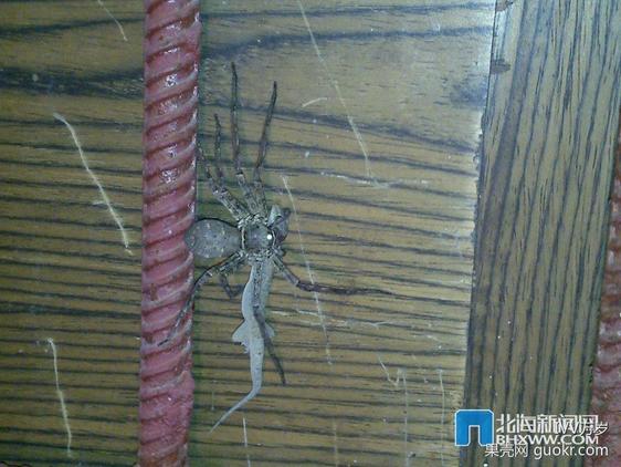 为什么壁虎可以飞檐走壁？