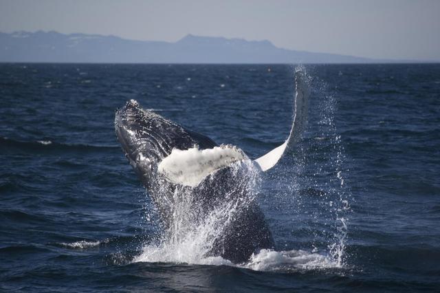 观鲸，并不像你想的那么环保