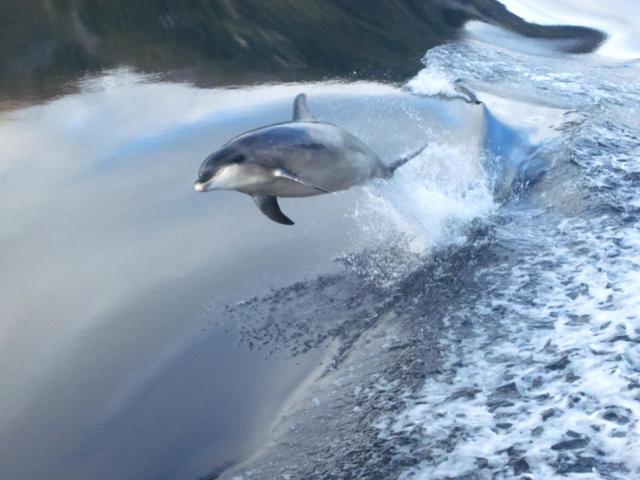 观鲸，并不像你想的那么环保