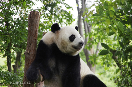 为了吃得更好，熊猫“假装”怀孕