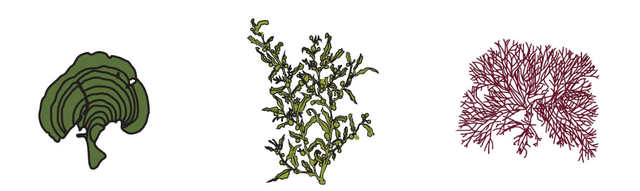 【论文故事】海藻：霸占珊瑚礁，赶跑珊瑚虫