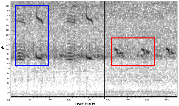 鲸类保护的胜利：加利福尼亚蓝鲸种群恢复