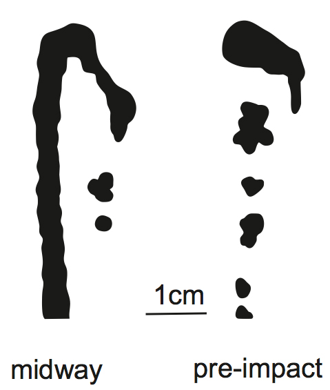 【论文故事】射水鱼：这是特别的喷水技巧！