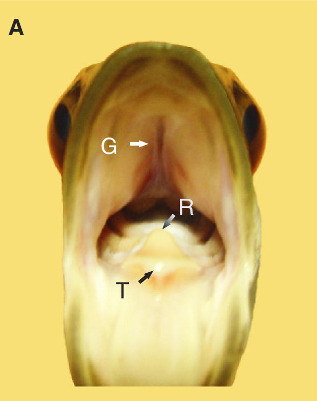 【论文故事】射水鱼：这是特别的喷水技巧！