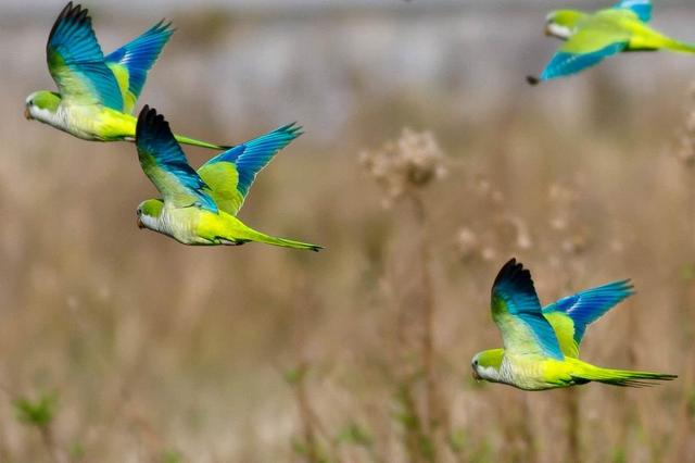 鹦鹉的社交世界是什么样子的？