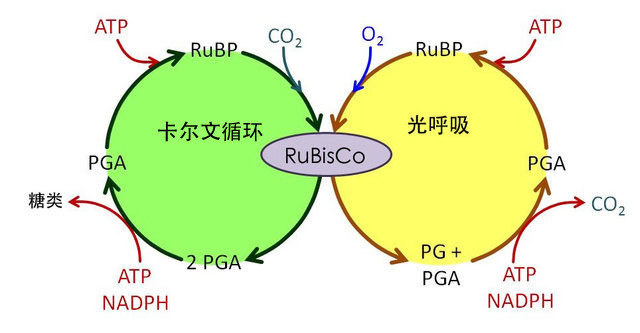 【论文故事】转基因烟草，向提高光合作用效率迈出第一步