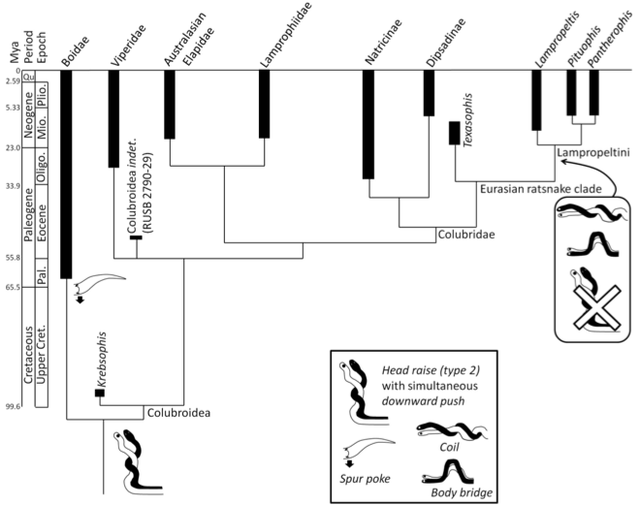 【论文故事】相爱，相杀：蛇类“房术”与“武术”演化史