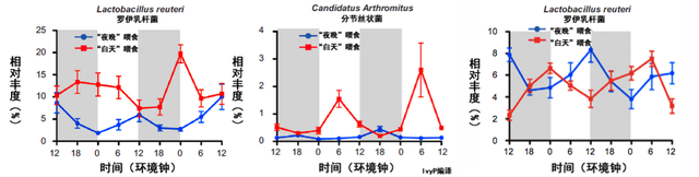 昼夜颠倒，肠道菌群也会吃不消