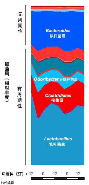 昼夜颠倒，肠道菌群也会吃不消