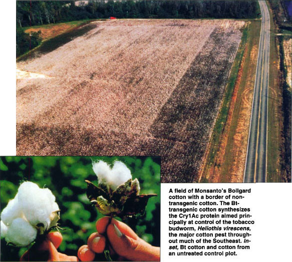 《国家科学评论》：转基因作物在中国