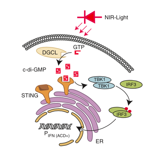 【论文故事】动动念头，就可以控制基因表达