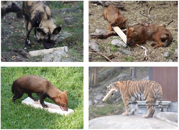 还原血液气味，只需一种关键分子