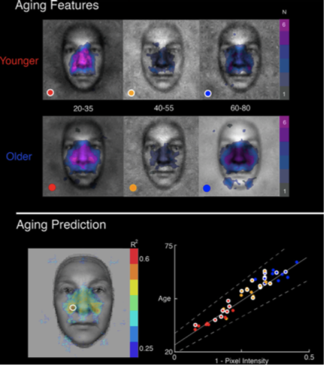 【论文故事】看脸识龄，姜还是老的辣