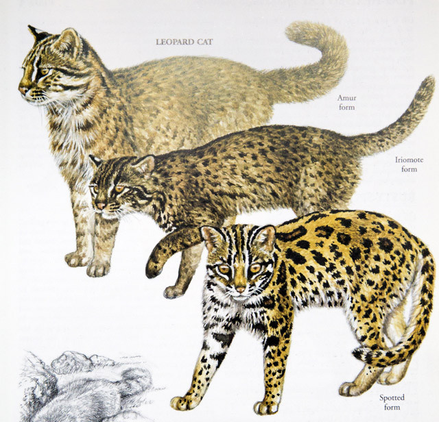 现代指鹿为马：广西猎杀豹猫事件，受害者是家猫？