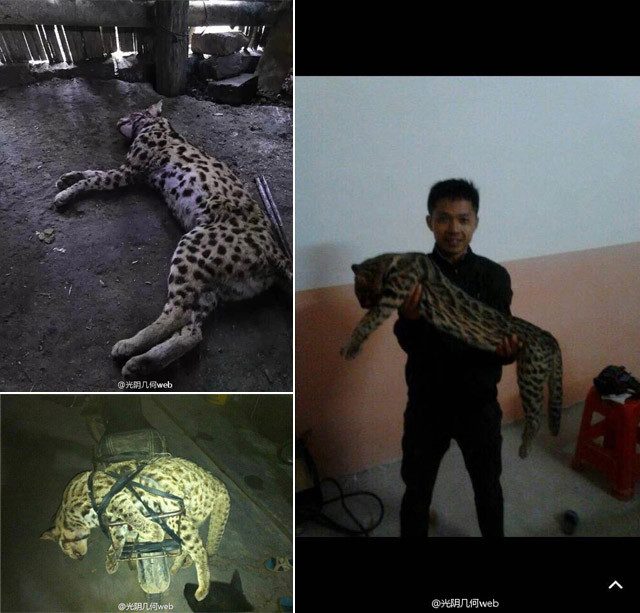 现代指鹿为马：广西猎杀豹猫事件，受害者是家猫？