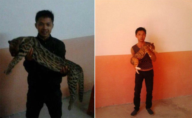 现代指鹿为马：广西猎杀豹猫事件，受害者是家猫？