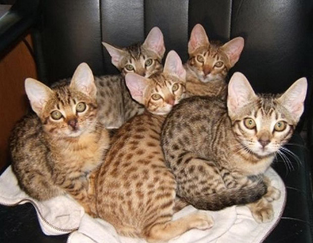 现代指鹿为马：广西猎杀豹猫事件，受害者是家猫？