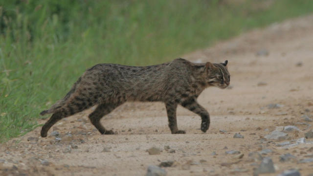 现代指鹿为马：广西猎杀豹猫事件，受害者是家猫？