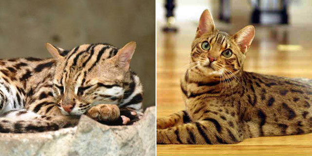 现代指鹿为马：广西猎杀豹猫事件，受害者是家猫？