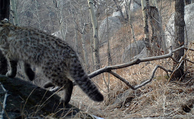 现代指鹿为马：广西猎杀豹猫事件，受害者是家猫？