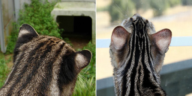 现代指鹿为马：广西猎杀豹猫事件，受害者是家猫？