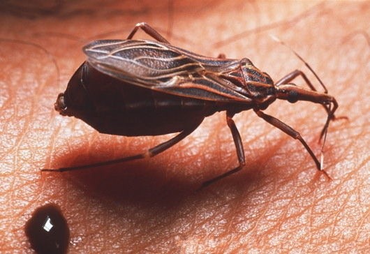 让“被忽视疾病”得到应有的重视