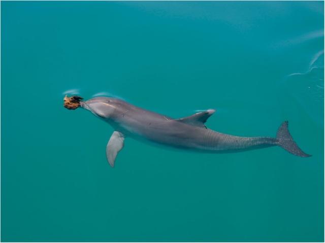 大山雀的文化传承：有样学样，紧跟主流