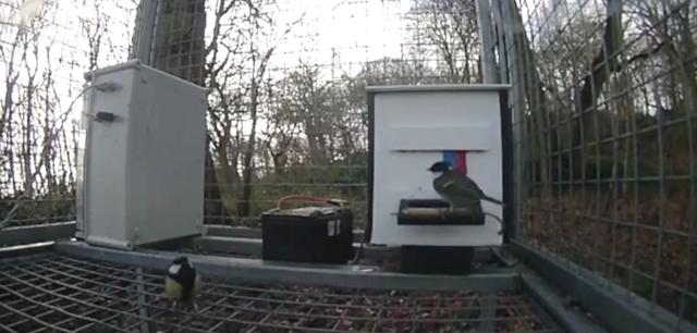 大山雀的文化传承：有样学样，紧跟主流