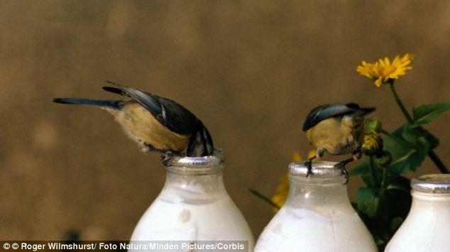 大山雀的文化传承：有样学样，紧跟主流
