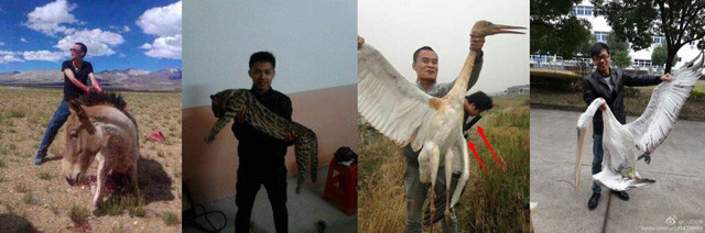 高山棘螈大争议：挽救物种能靠保密吗？