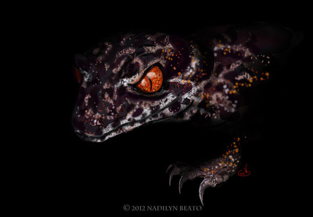 高山棘螈大争议：挽救物种能靠保密吗？