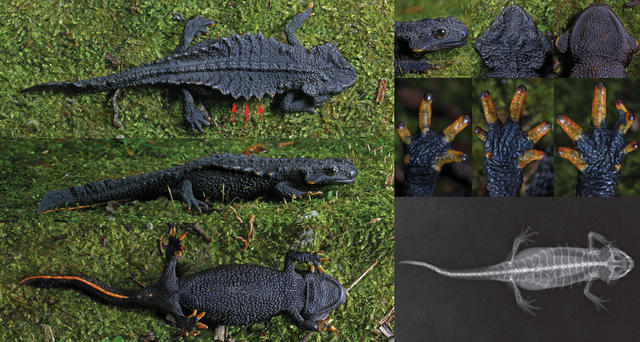 高山棘螈大争议：挽救物种能靠保密吗？