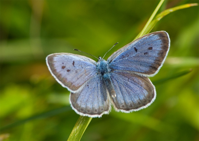 灭绝的昆虫：没有观众的落幕