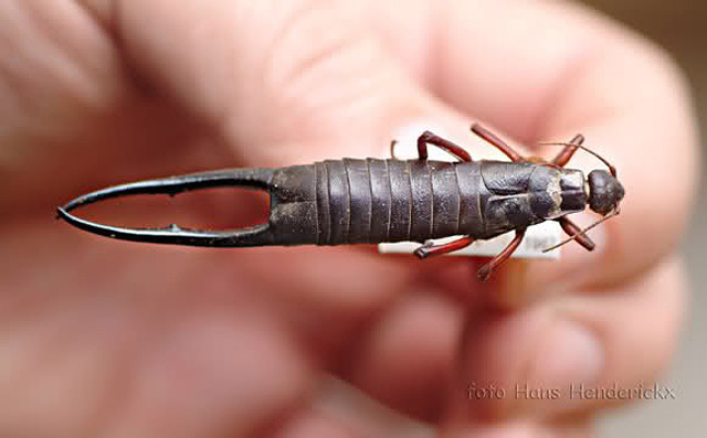 灭绝的昆虫：没有观众的落幕