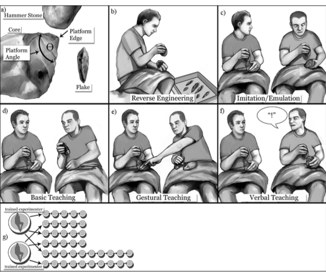 工具制造和语言演化，如何相互影响？