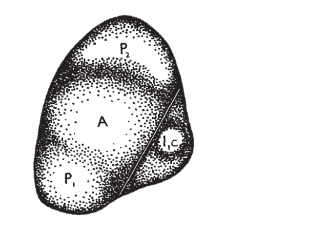 叶片是如何长出正反面的？