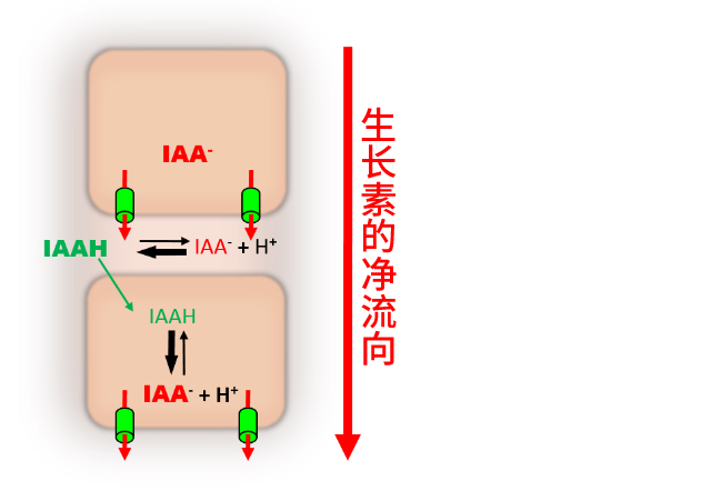 叶片是如何长出正反面的？