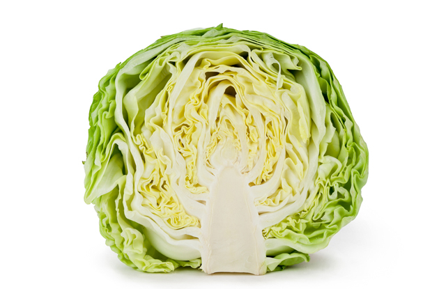 叶片是如何长出正反面的？