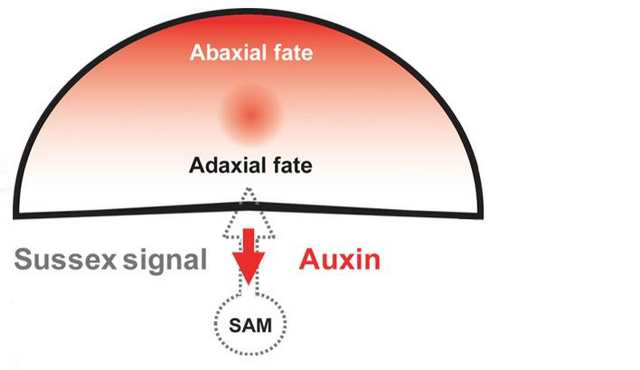 叶片是如何长出正反面的？