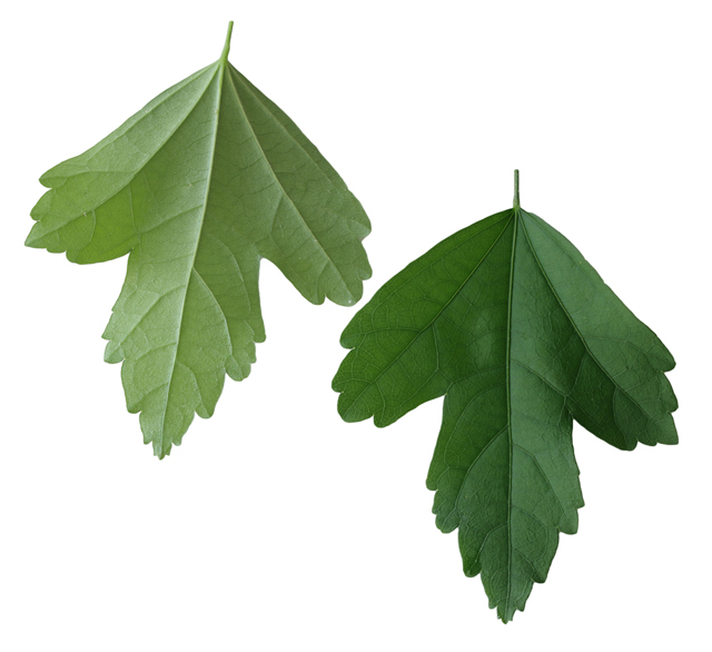 叶片是如何长出正反面的？