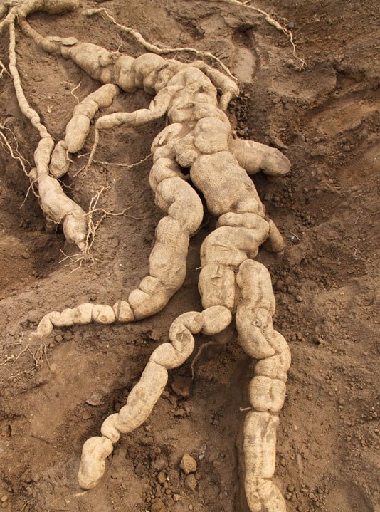 如何在《武媚娘传奇》里活下来（下）：动物毒素和堕胎药