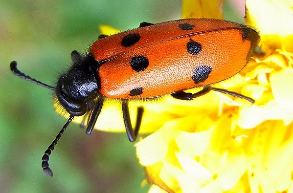 如何在《武媚娘传奇》里活下来（下）：动物毒素和堕胎药
