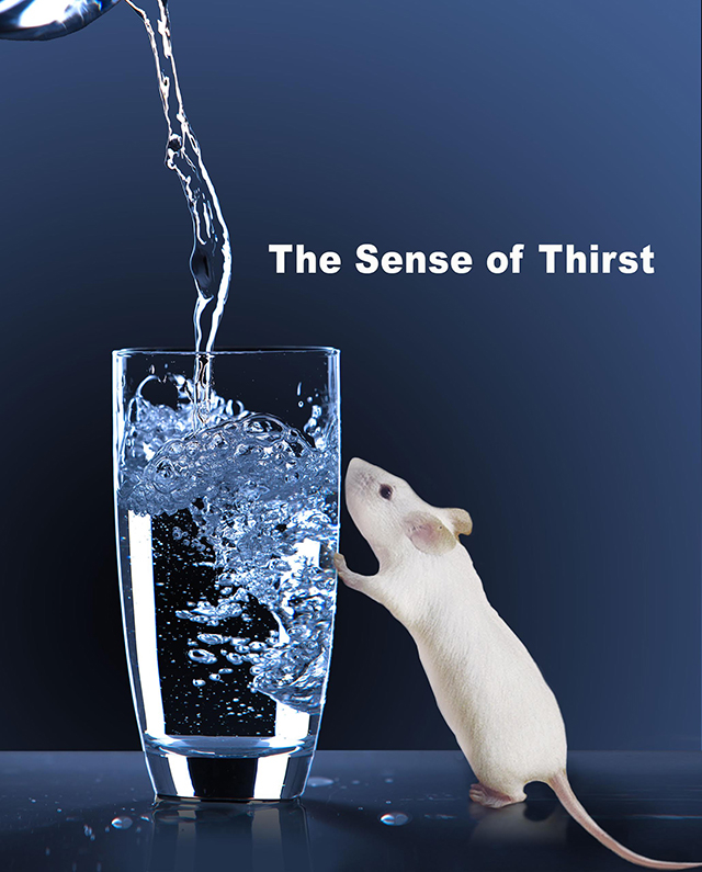 【论文故事】探寻脑中的渴觉“开关”